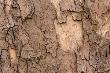 texture of old tree bark of London planetree (Platanus acerifolia)