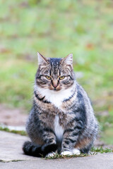 Naklejka na ściany i meble Gray-brown striped cat with a white breast on a green blurred background.Photo of a tabby cat with a place for an inscription. Pet walks in the yard.Home pet. The cat sits and looks straight.