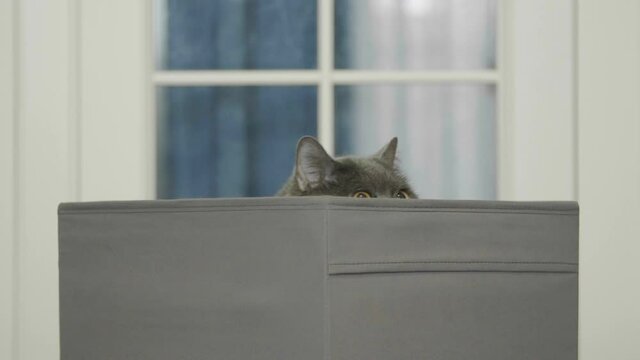 Funny cat looks out of curiosity from grey box. Funny pets playing at home. Cat sitting in box.