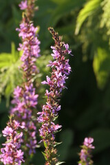 loosestrife
