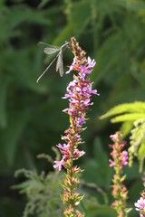 dragonfly on loosestrife