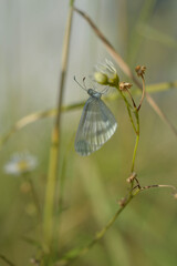 Wood white butterfly on a white flower, small white butterfly close up on a plant, macro details, natural, green background.