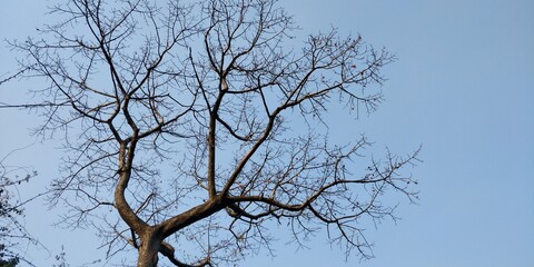 tree branches against blue sky