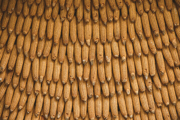 Corn texture for background wallpaper. background from corn. top quality orange maize with large maize form