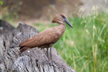 .exotic brown bird and blurred green background