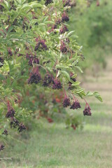Fototapeta na wymiar Elderberries