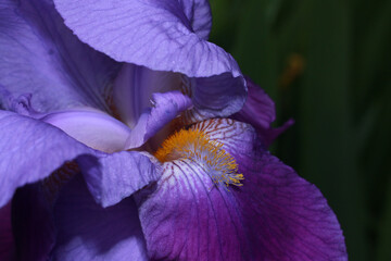 Selective focus shot of a purple iris amethyst flame