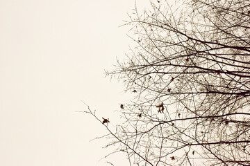 On the right side of the frame, the outlines of bare branches of trees without leaves on a white background