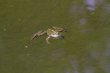 frog on the water surface in a pond in the park in nature during the day