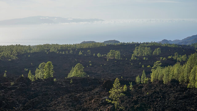 Paisajes volc&aacute;nicos con pinos