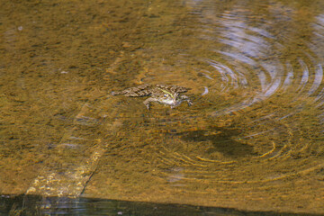 frog on the water surface in a pond in the park in nature during the day
