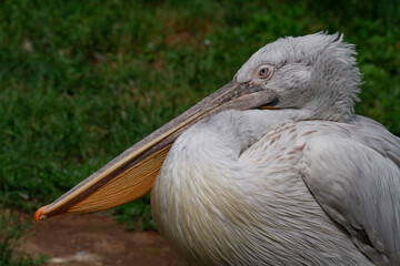 pelican with a long beak on the river surface in nature in the park during the day
