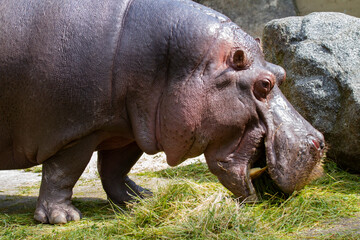 Fototapeta premium .wild adult hippopotamus in nature in the park and in the background is a rock