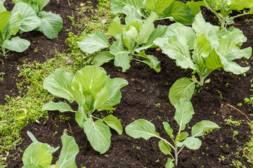 Cabbage heads grow in the garden bed. Brassica oleracea.