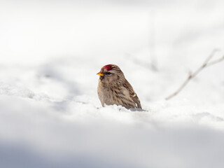 Сommon redpoll (Acanthis flammea) in frosty winter weather in the snow. The common redpoll (Acanthis flammea) is a species of bird in the family Fringillidae.
