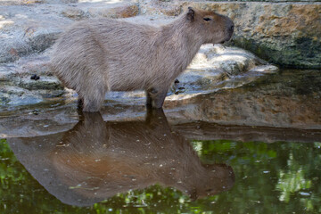 Exotic plants on a stone surface during the day