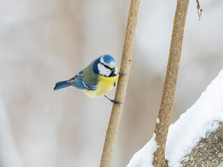 Eurasian blue tit (Cyanistes caeruleus) in winter frosty weather in the snow. The Eurasian blue tit...