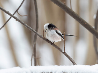 The long-tailed tit or long-tailed bushtit (Aegithalos caudatus) is a common bird found throughout Europe and the Palearctic. Long-tailed tit (Aegithalos caudatus) in frosty winter weather in the snow