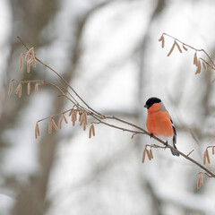 Eurasian bullfinch (Pyrrhula pyrrhula) in winter frosty weather in the snow. The Eurasian bullfinch, common bullfinch or bullfinch (Pyrrhula pyrrhula) is a passerine bird in the family Fringillidae.