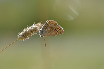 Brown argus butterfly on a plant . Brown small butterfly with orange and black spots, and blue body on a plant. Natural background.