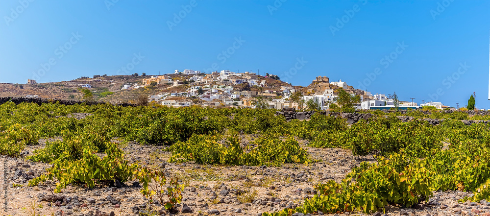 Wall mural a view across a field of vines towards the settlement of akortiri in santorini in summertime