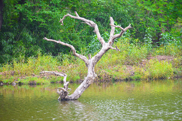 tree in the water