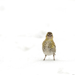The female Eurasian siskin (Spinus spinus) is looking for food in the snow. Eurasian siskin (Spinus spinus) is a small passerine bird in the finch family Fringillidae.