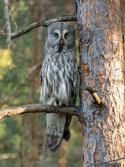 The great gray owl or great gray owl (Strix nebulosa) is a very large owl of European fauna.  Portrait of Great gray owl, Strix nebulosa, hidden behind tree trunk in the forest, with yellow eyes.
