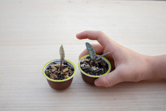 Reciclaje de capsulas de caf&eacute; para germinar plantas que puede ser una actividad para los ni&ntilde;os dentro del hogar y la disminuci&oacute;n de basura.