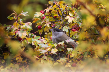 Macho de curruca capirotada (Sylvia atricapilla) entre las hojas doradas y las bayas rojas de un espino albar (Crataegus monogyna)

