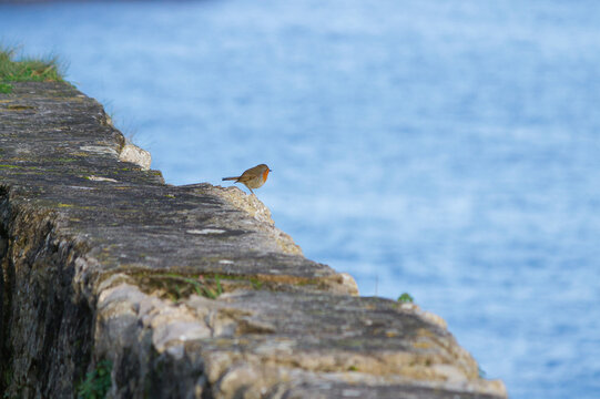 petirrojo (Erithacus rubecula) mirando al mar desde un pretil