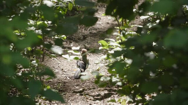A watchful Eurasian jay in forest. Jay jumping in summer sunbeams.