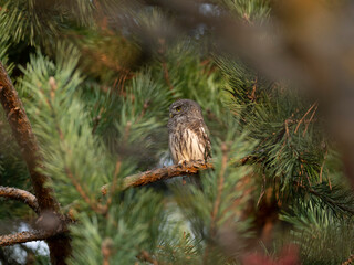 Eurasian pygmy owl (Glaucidium passerinum) is the smallest owl in Europe. Eurasian pygmy owl hides among the green branches of a pine tree - an example of camouflage in nature.