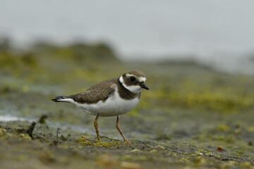 Obraz premium The common ringed plover breeding on the ground.