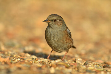 The small cute brawn Dunnock hunting on the ground