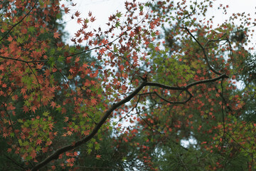秋 , 紅葉 ,  autumn , leaves , colors , japan