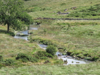 Fototapeta na wymiar Dartmoor National Park Devon UK green grass and trees 