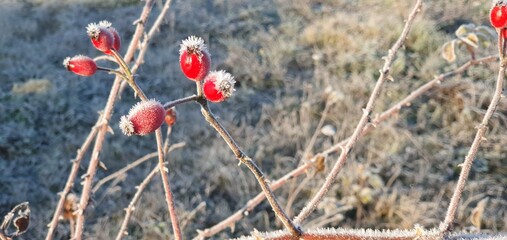The last flowers and the first frosts