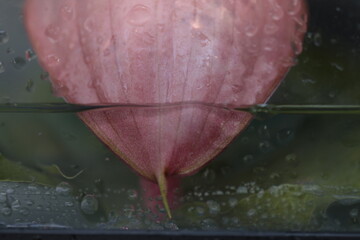 fotografia decorativa macro flores