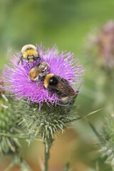 bumblebee on a flower