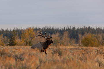 Bull Elk in Wyoming During the Rut in Autumn