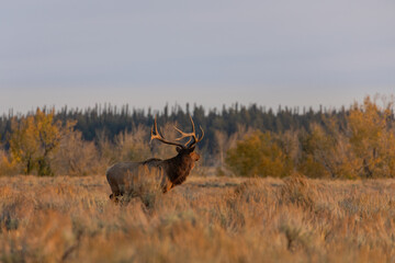 Bull Elk in Wyoming During the Rut in Autumn