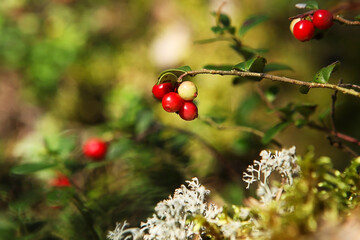 lingonberry berries, in the forest, on a natural background. 