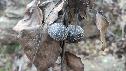 Fruit with fallen branch in autumn