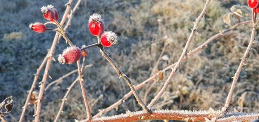 Wonderful hoarfrost settled on the flower.