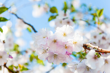 tree flowers
