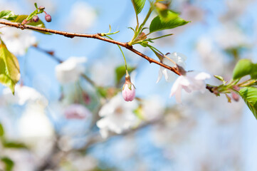 blossom in spring