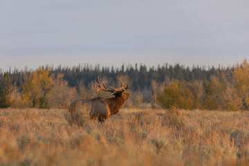Bull Elk in Wyoming During the Rut in Autumn