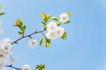 white cherry blossom