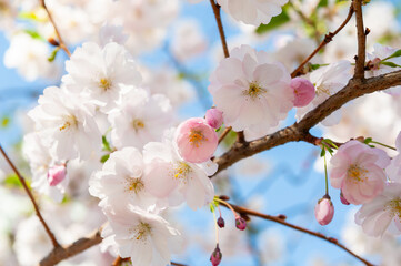 blossom in spring